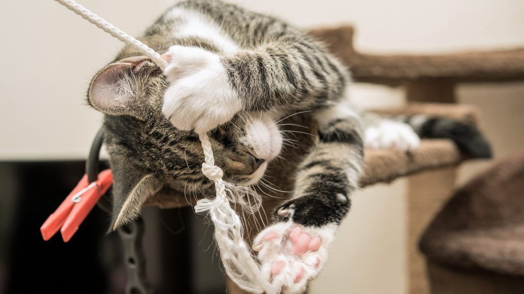 gato